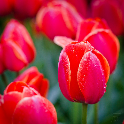 Tulip Time! - Adam Nash Photography