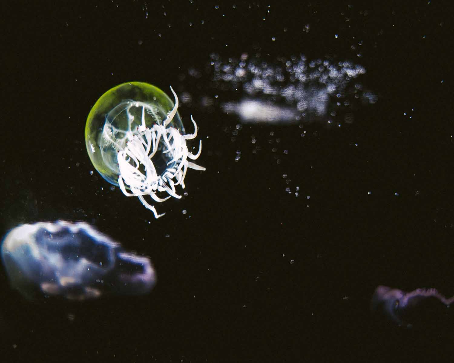 extreme family blending experiment21