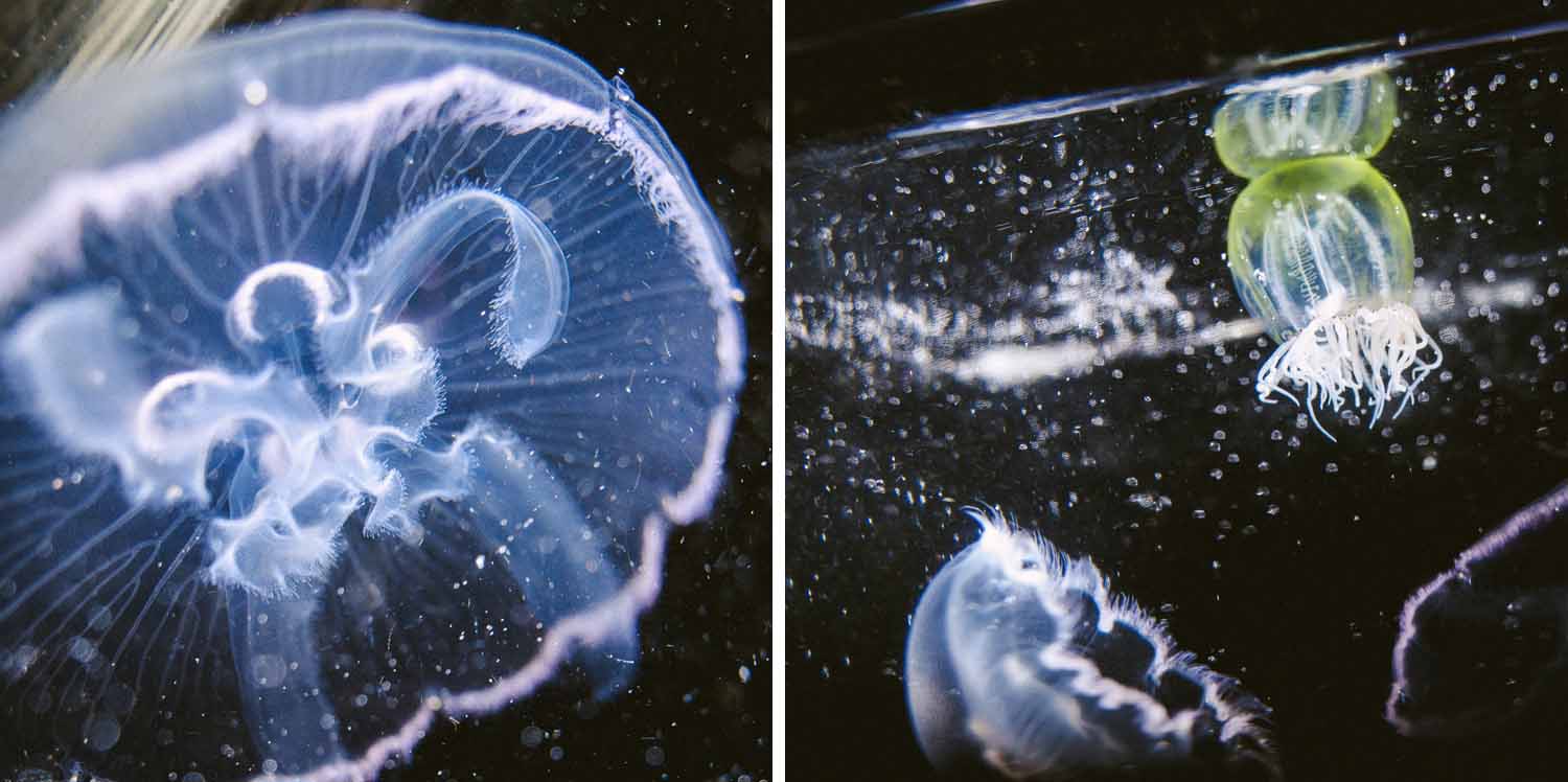 extreme family blending experiment22