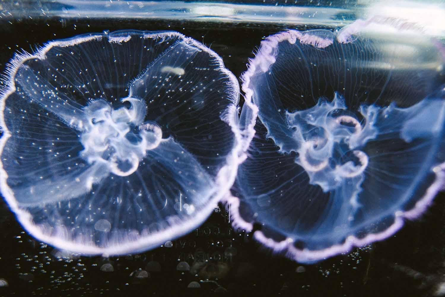 extreme family blending experiment23